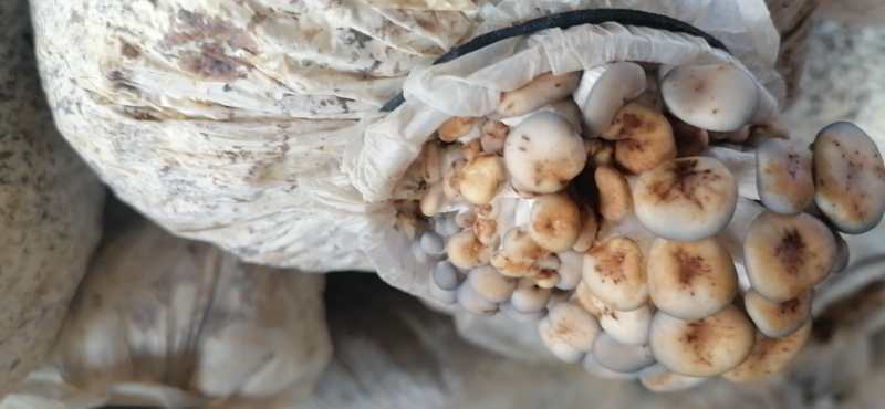 《菇誉1+2》,喷洒预防平菇、双孢菇黄斑病、木耳流耳