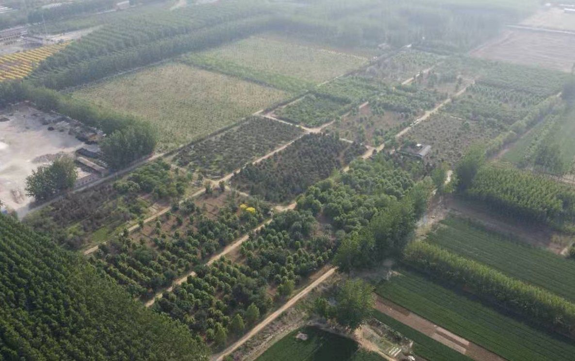 天津蓟州区200亩苗圃整体转包