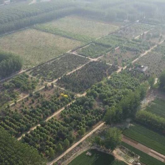 天津天津蓟州区200亩苗圃整体转包