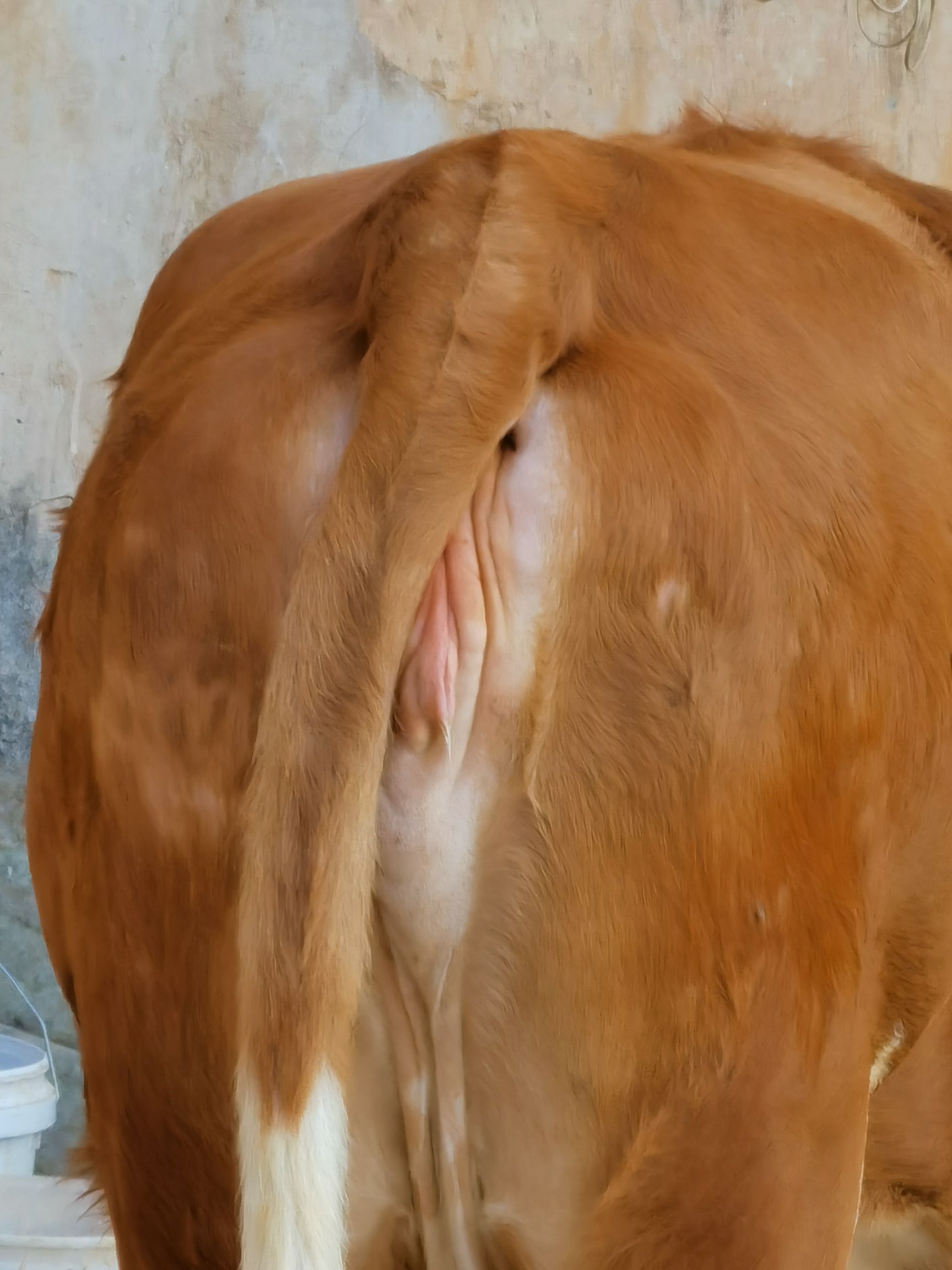母牛图片 尾部图片