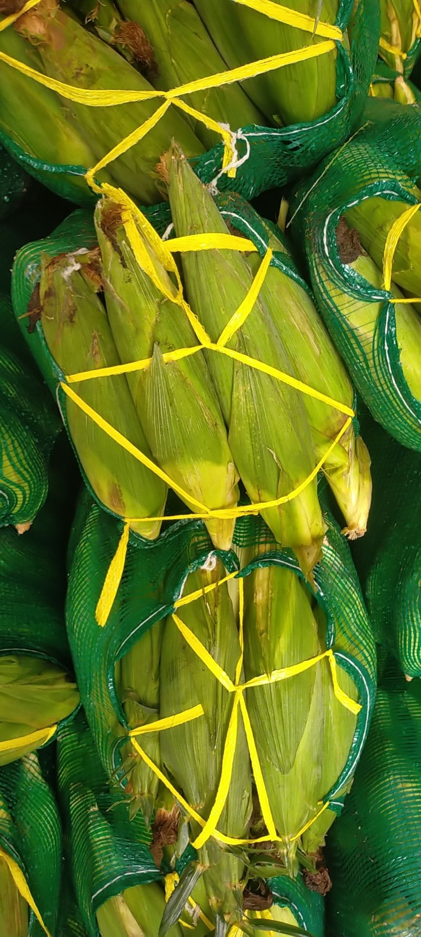 糯玉米  产地万糯2000玉米，水果玉米大量现货