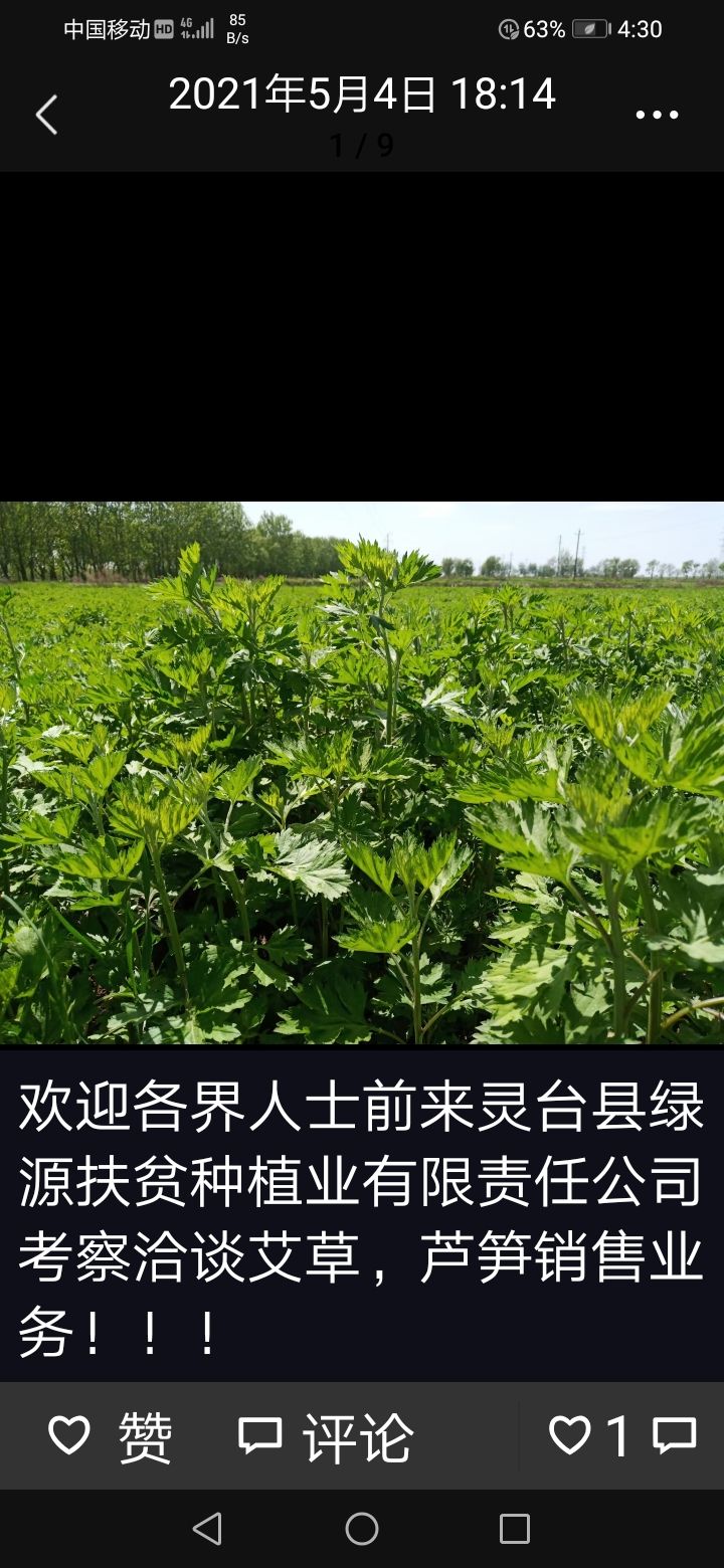 艾草  全棵干，机包打梱，