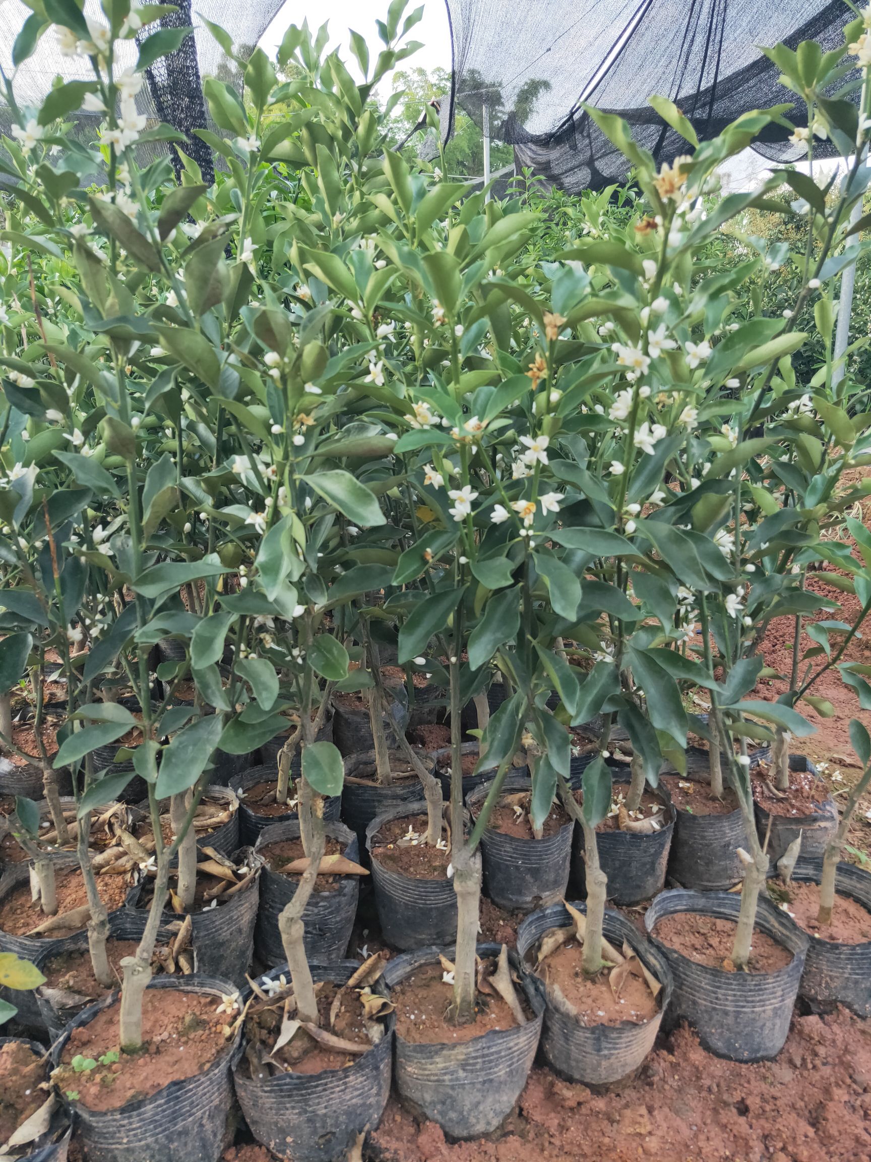 脆蜜金柑苗  广西脆蜜金桔苗，可盘栽地栽庭院种植 ，新品种大果，南北都可以