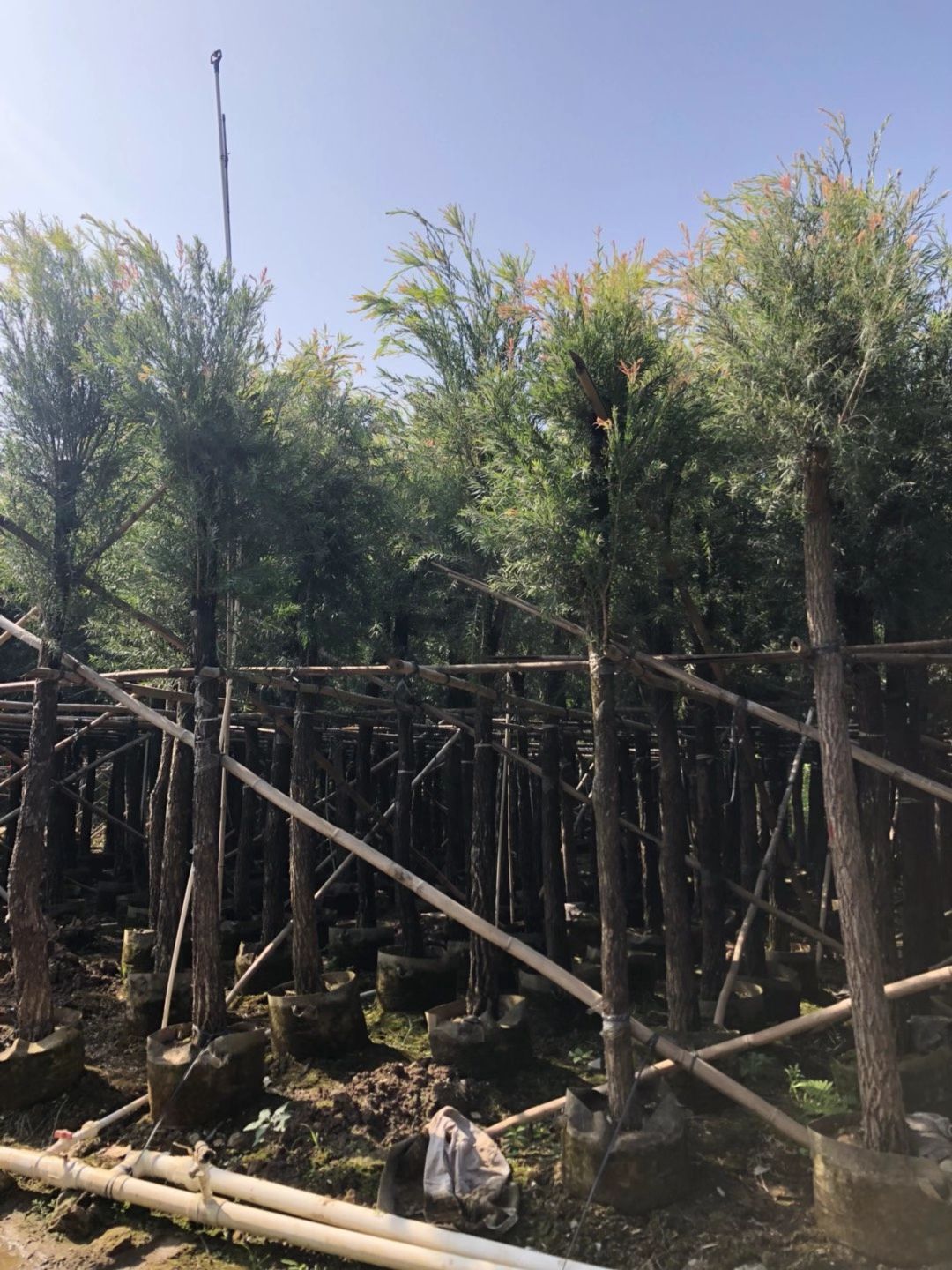 串钱柳（红千层）米径：12-15公分袋苗和假植苗出售批发