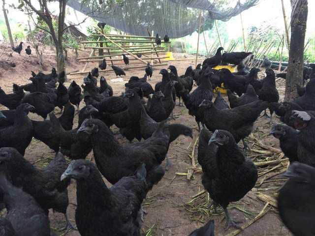 鸡苗 绿壳蛋鸡苗 五黑鸡苗