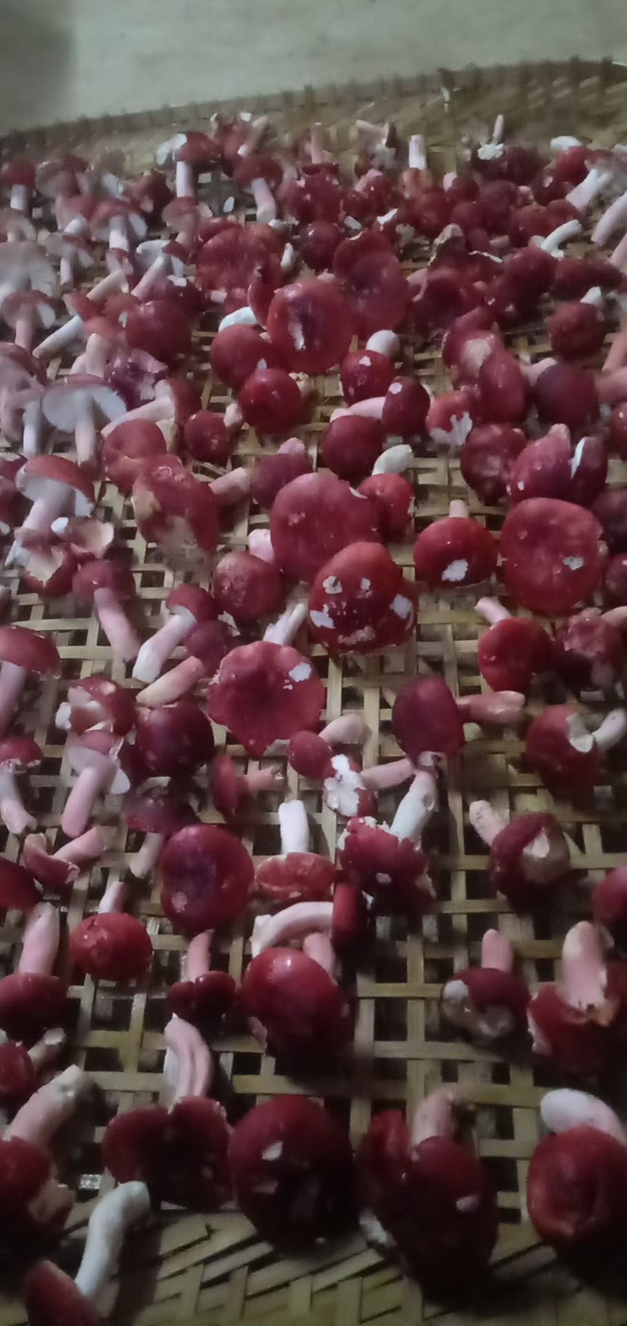 干菜 浦北长寿之乡红菇