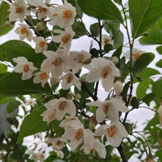 邳州市白色茉莉 茉莉花树丶1年苗：2年苗