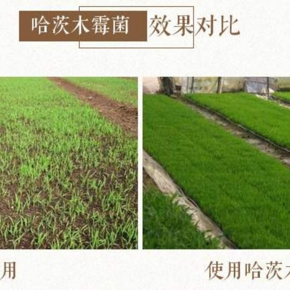 土壤微生物菌剂  哈茨木霉菌 抗死颗 抗烂苗 抗后期枯萎 消除真菌害