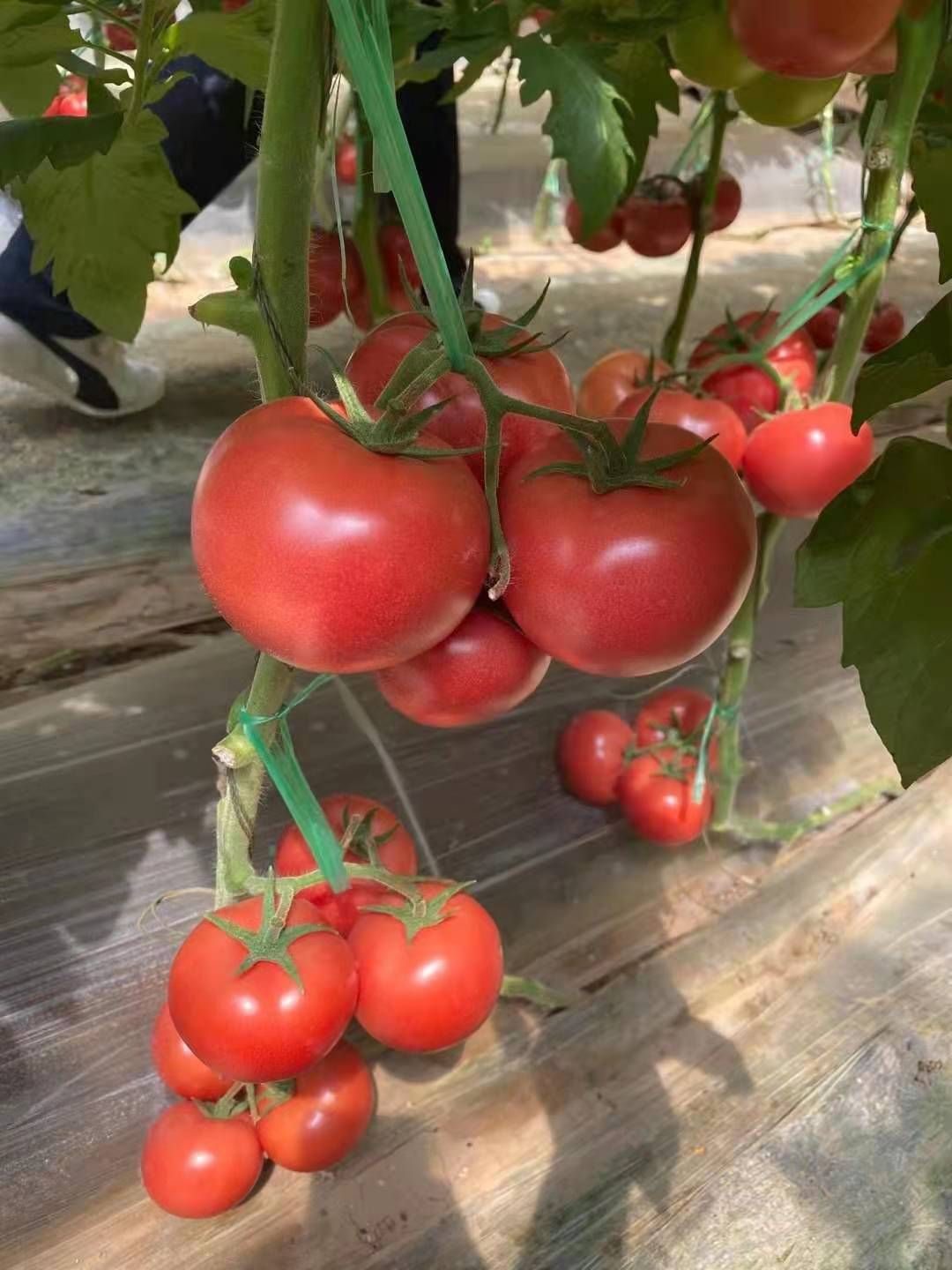 硬粉番茄苗  西红柿种苗  硬粉西红柿苗 抗病毒 抗灰叶斑病 抗TY病毒