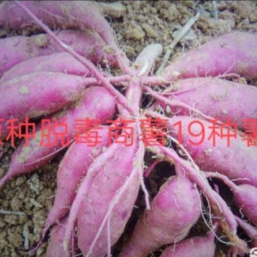 禹州市原种脱毒商薯19红薯苗，冷棚育苗，苗子粗壮，基地直供量大从优