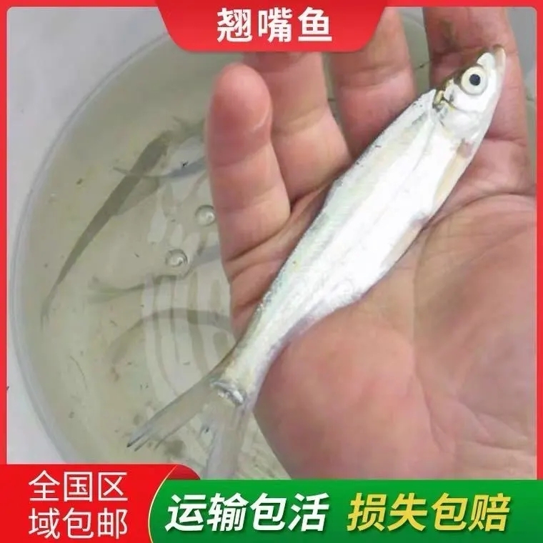 翘嘴白鱼苗  3--5公分翘嘴红鲌鱼苗翘鲌子翘壳长/江米级翘