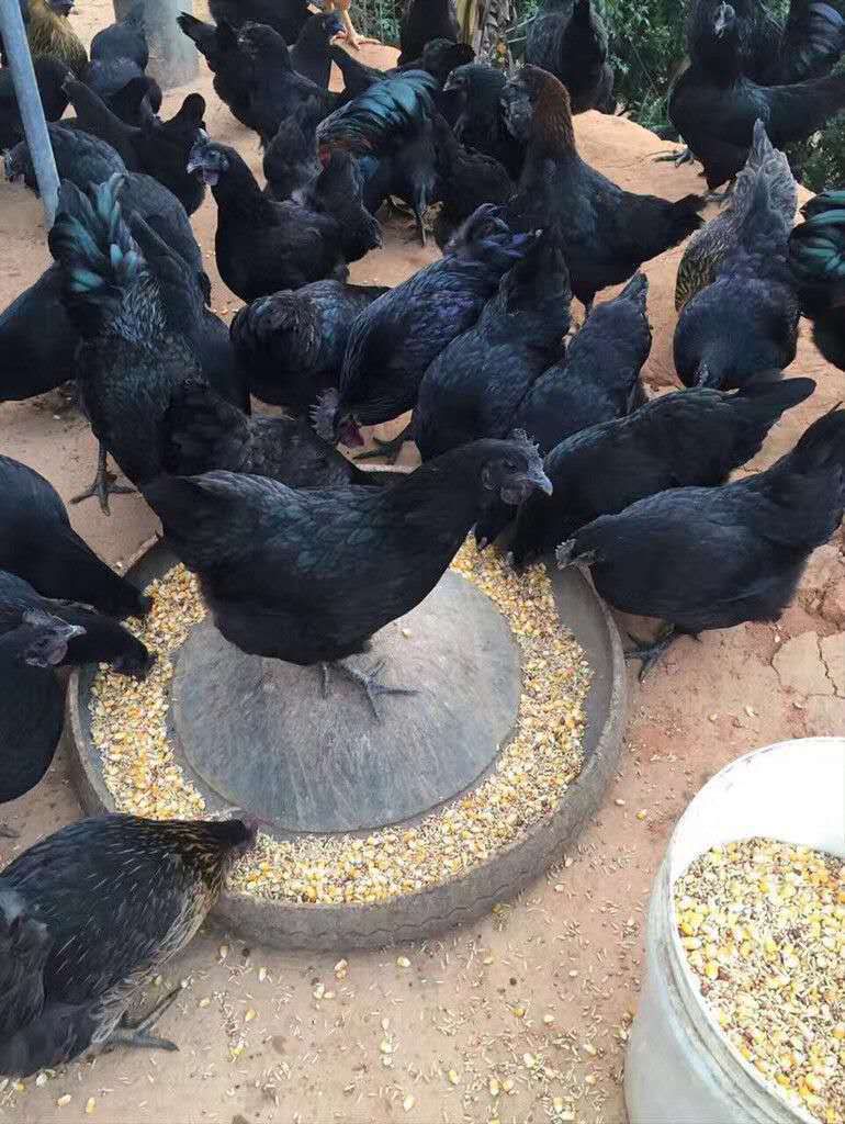 鸡苗 绿壳蛋鸡苗 五黑鸡苗