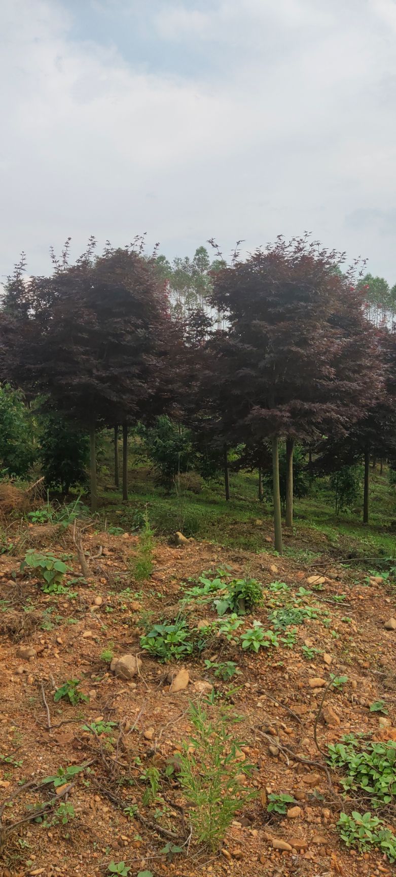 红枫，鸡爪槭【基地直发】品质保证，量大从优，电议