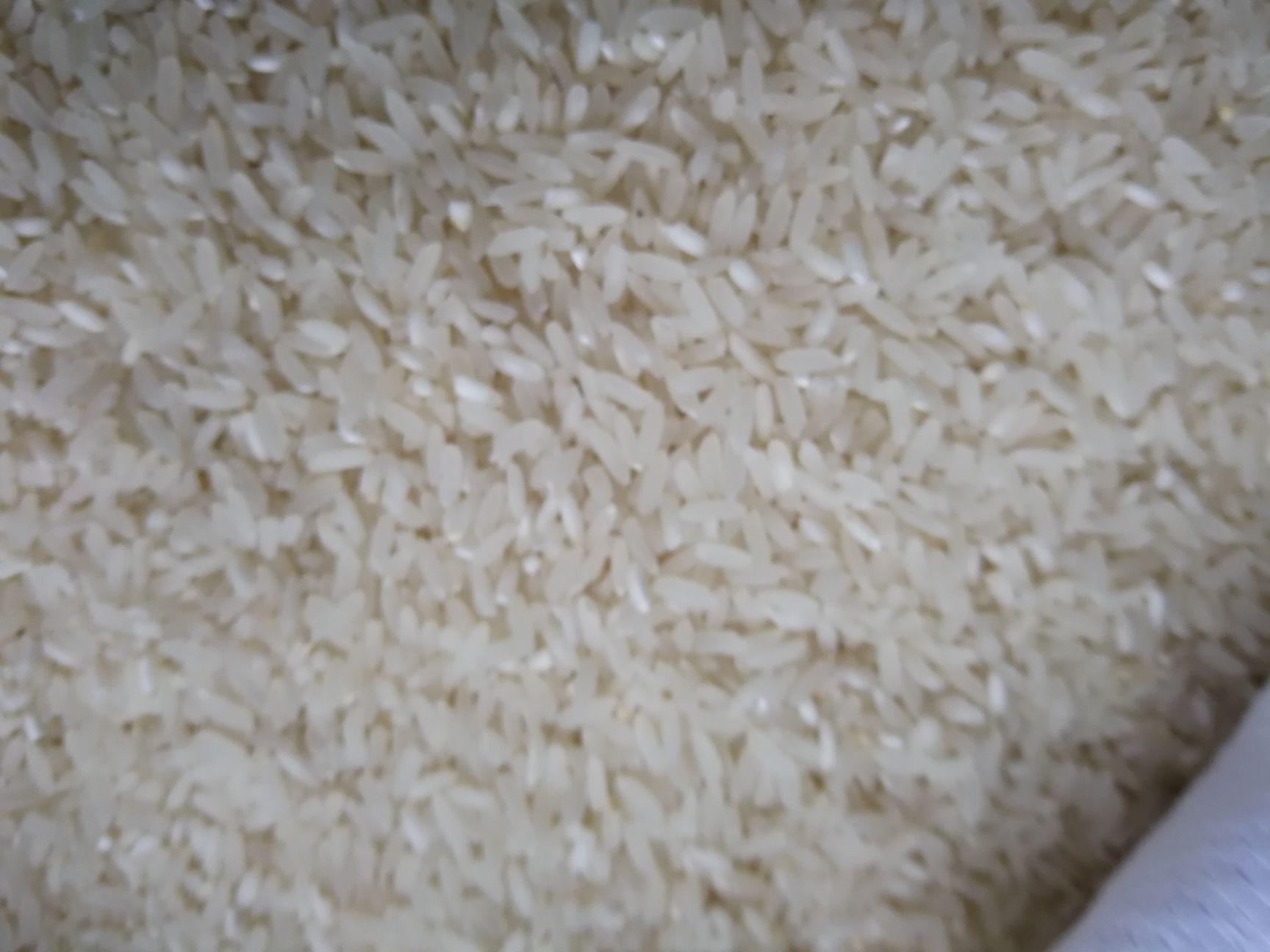 粳米 四川省乐山市井研县 二等品 一季稻 粳米