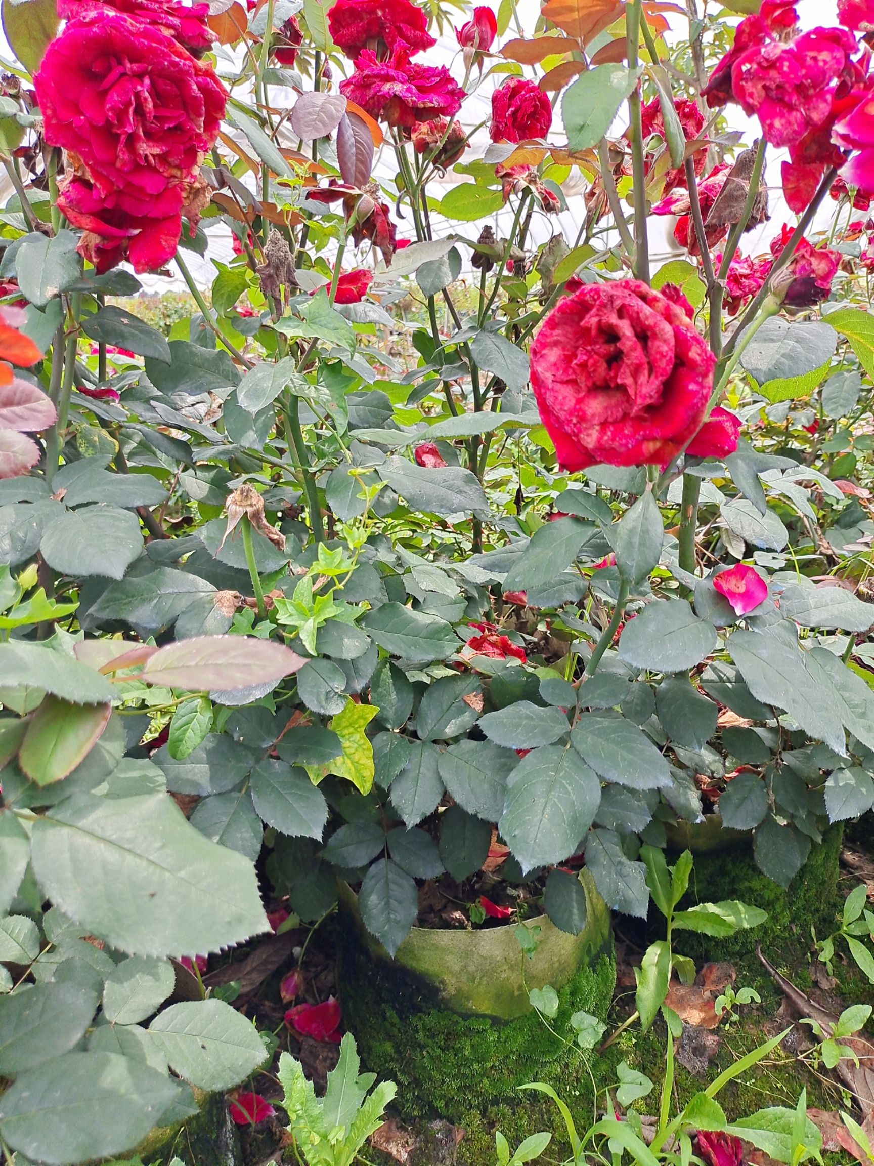 大花月季 大盆花