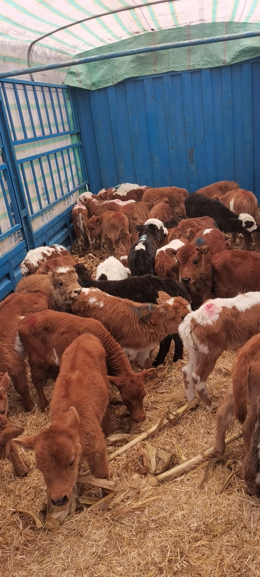 杂交牛  吃草小牛犊