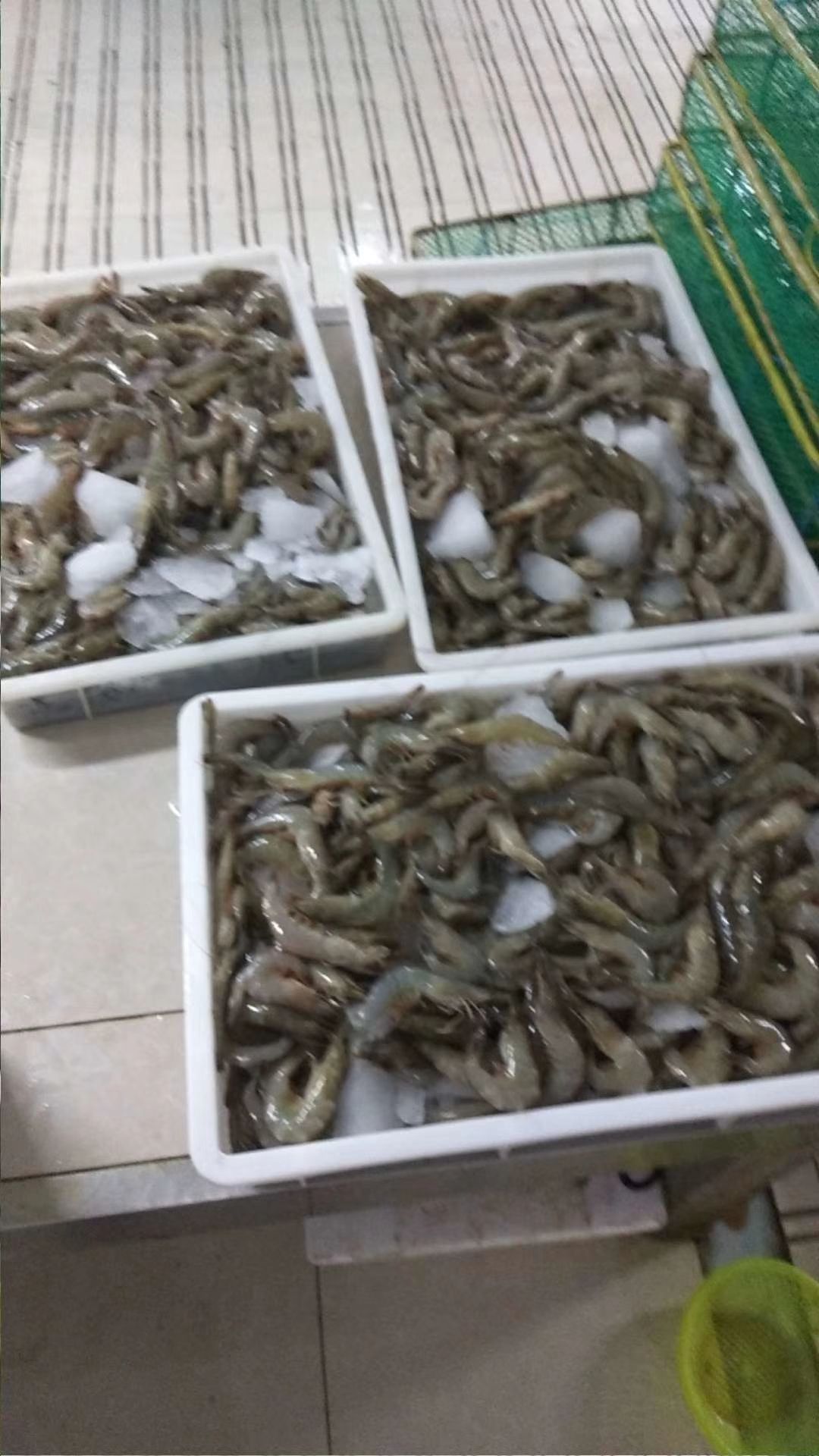 南美白对虾，基围虾，塘头捉，一手货源，冰鲜，或者速冻发货