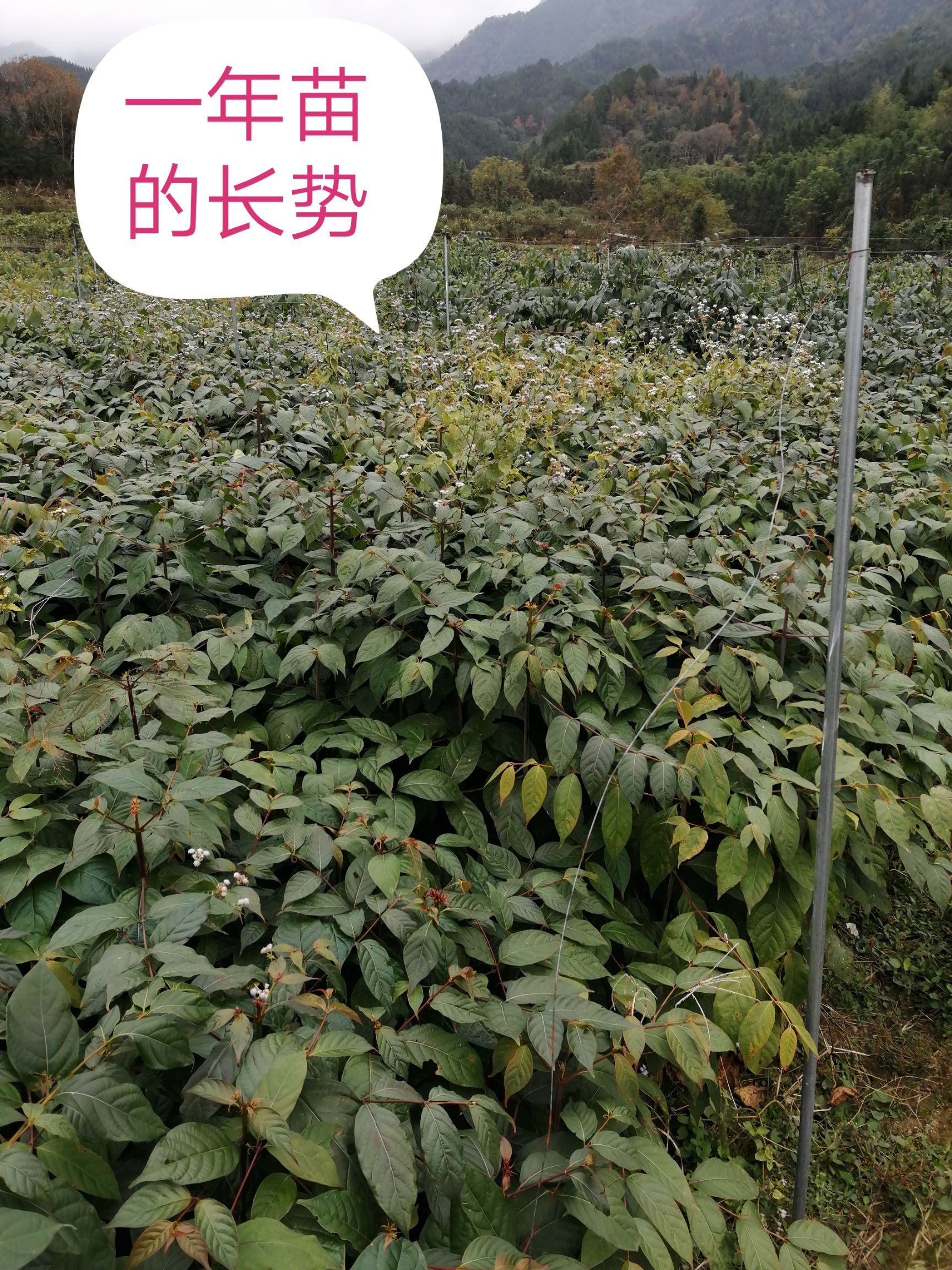 广西黄金金钩藤苗双钩藤红芽钩藤苗高含量钩藤苗