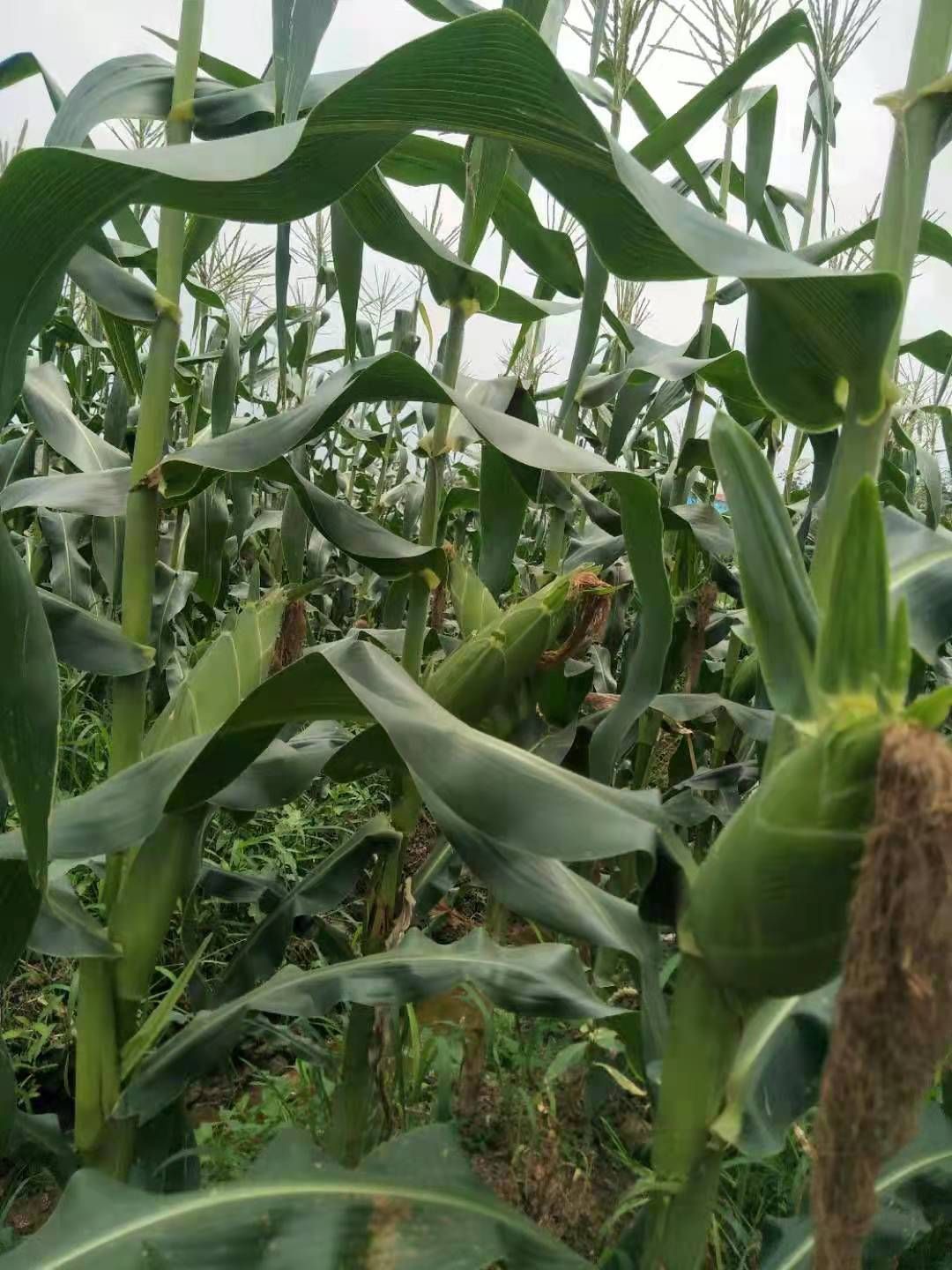 鲜玉米  甜玉米农户一手货源（水果玉米）