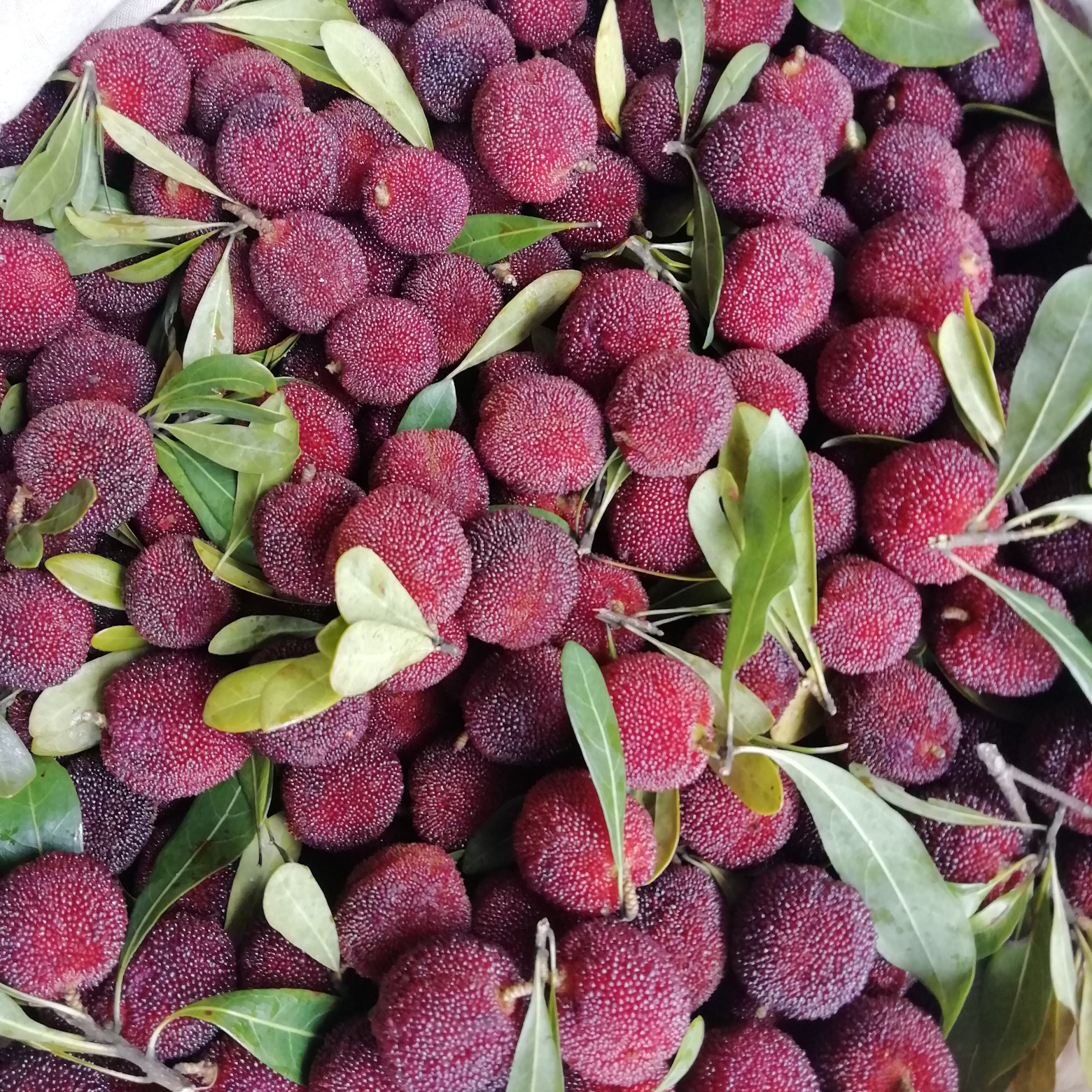 东魁杨梅本地乌酥杨梅新鲜上市当天采摘大粒乌梅肉厚汁多