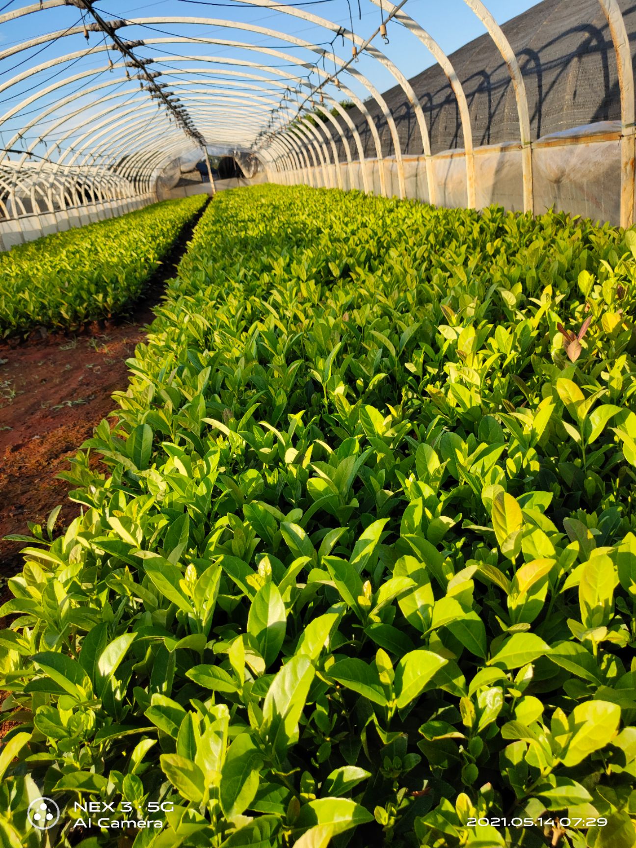 欧石楠  欧洲荚蒾