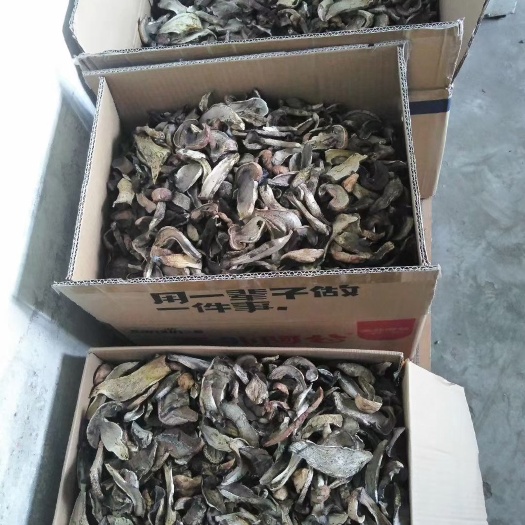 哈巴河县黑牛肝菌 野生菌黑蘑菇