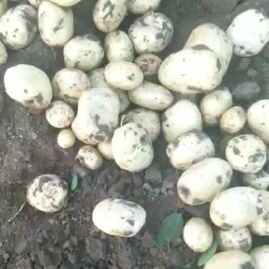 昌黎县 中薯5号和希森6大量上市