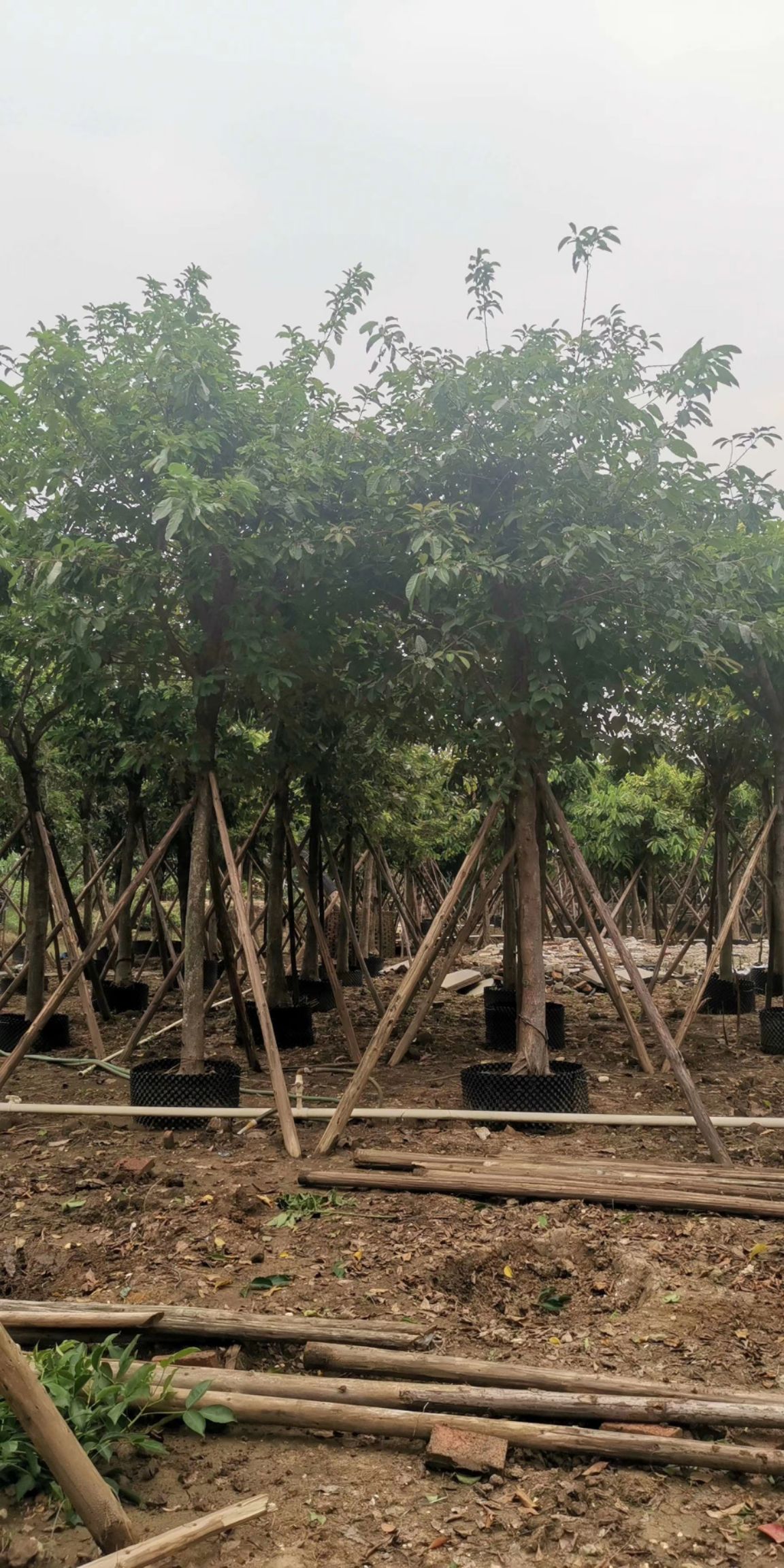 大叶榕（黄葛榕、榕树）米径：10-15-20-25-40公分