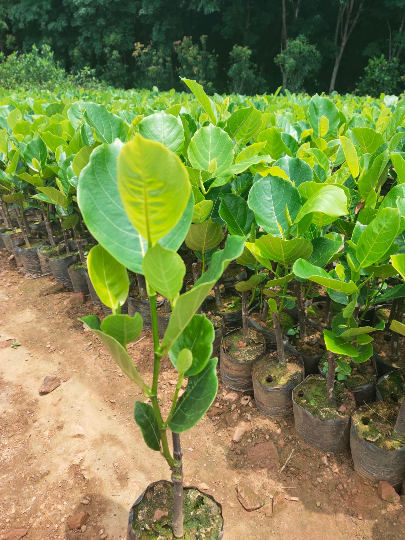 马来西亚一号菠萝蜜苗  一号菠萝蜜苗