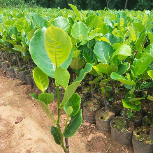 白沙县马来西亚一号菠萝蜜苗  一号菠萝蜜苗