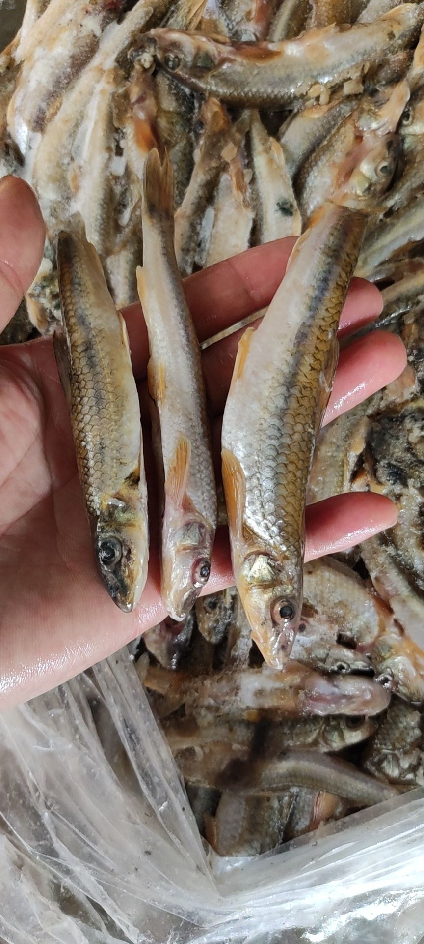 赣州沙丁鱼 棍子鱼已剖肠杂12~15公分22一斤