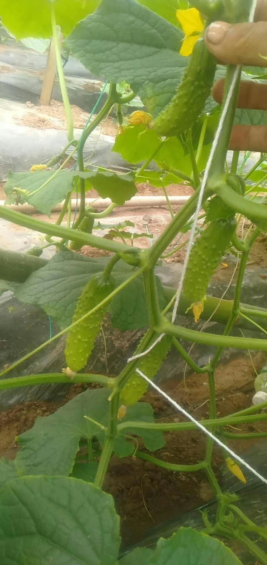 黄瓜种苗  旱黄瓜苗 耐热强雌旱黄瓜苗 大刺溜嫁接黄瓜苗