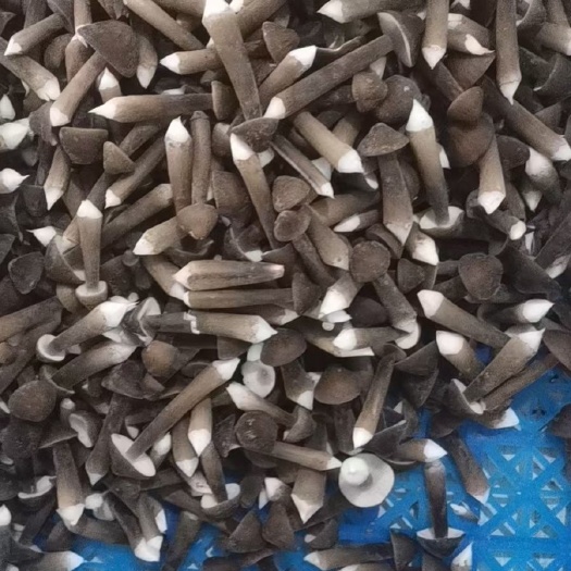 菏泽鸡枞菌 黑皮鸡枞 鲜品直发 四季供应