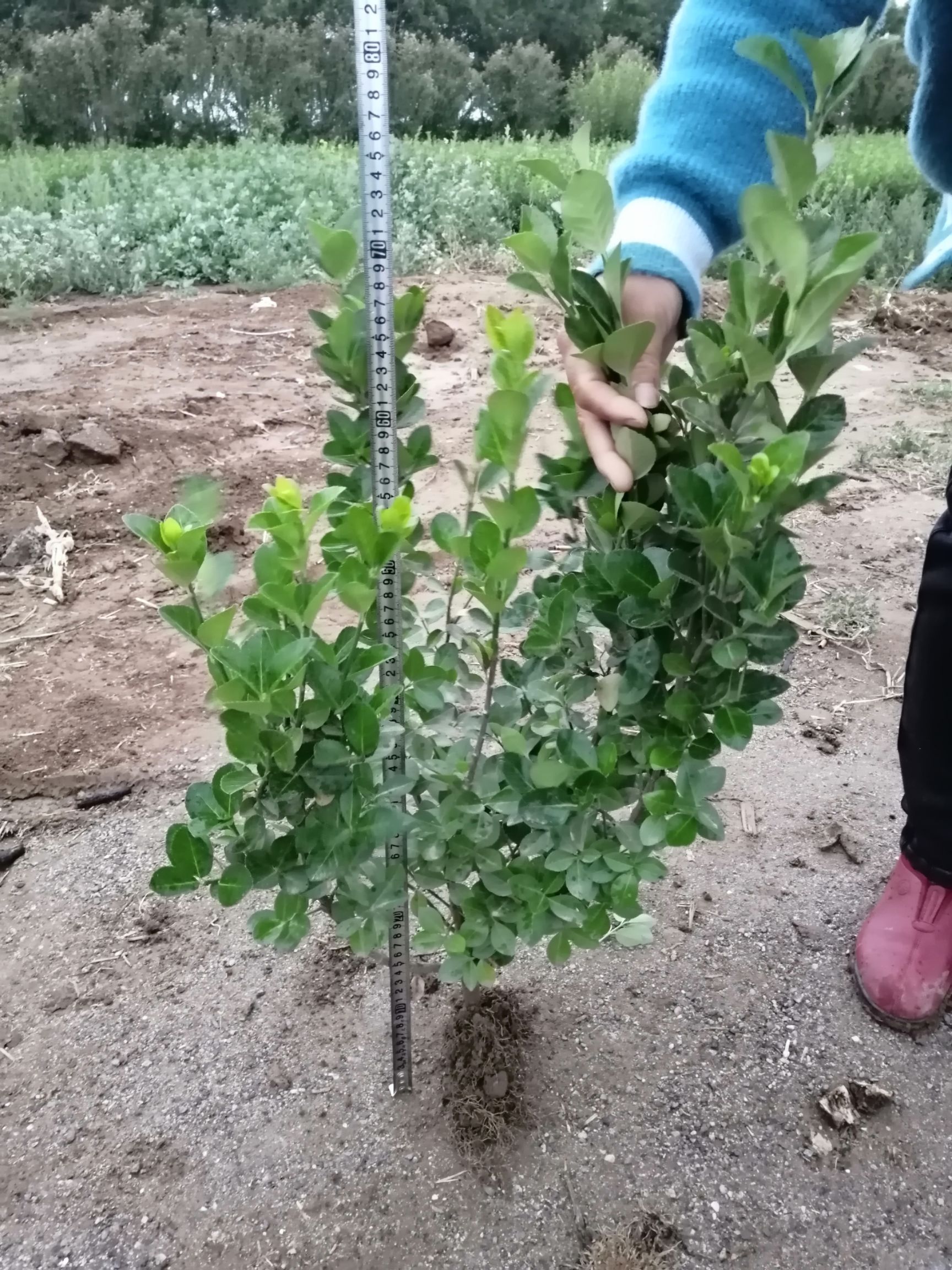 胶东卫矛  卫矛绿化苗木工程苗路边绿化带公园绿化小区绿化