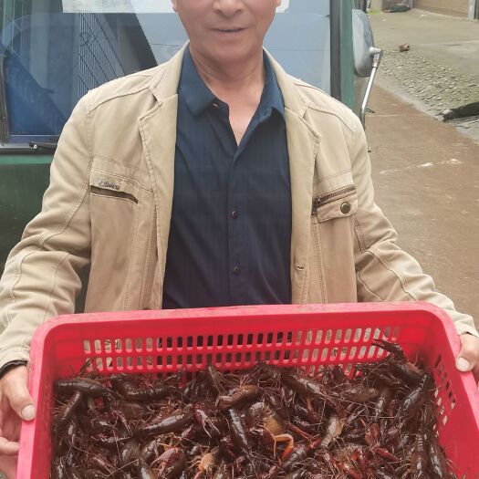 鲜活小龙虾，速冻虾尾大量批发，日供50-100万斤，支持代发