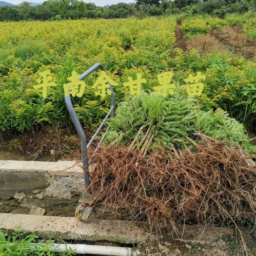 平南县 平南大玉余甘果苗，优质、产量高，苗壮根须好！