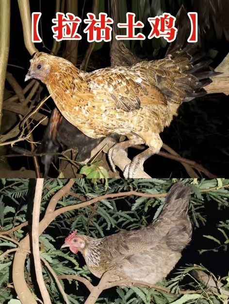 土鸡、云南普洱乡村生态土鸡（澜沧拉姑土鸡）、下单现杀现发