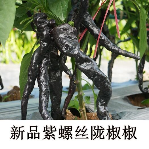 螺丝椒种子  螺旋椒种子高产椒种子100粒优质高产一袋包邮