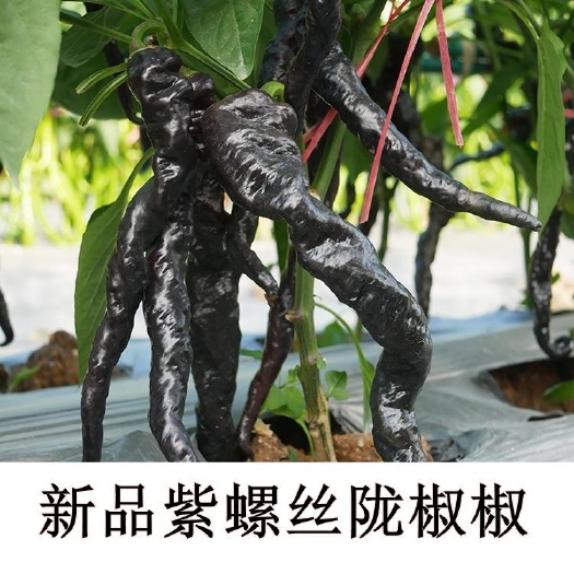 昌乐县螺丝椒种子  螺旋椒种子高产椒种子100粒优质高产一袋包邮