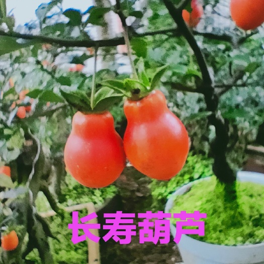 蒲江县金弹子长寿葫芦果