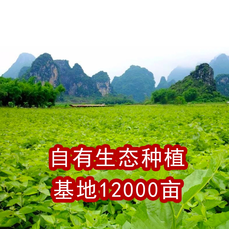 桑芽菜桑叶菜冰鲜桑芽