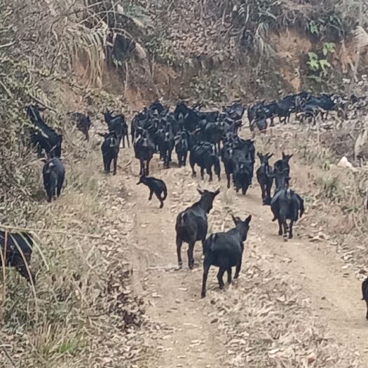 龙里县贵州黑山羊