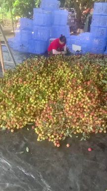 妃子笑荔枝  荔枝