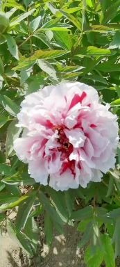 观赏牡丹  盆栽牡丹，春节鲜花牡丹 ，崔花牡丹，重瓣大花牡丹