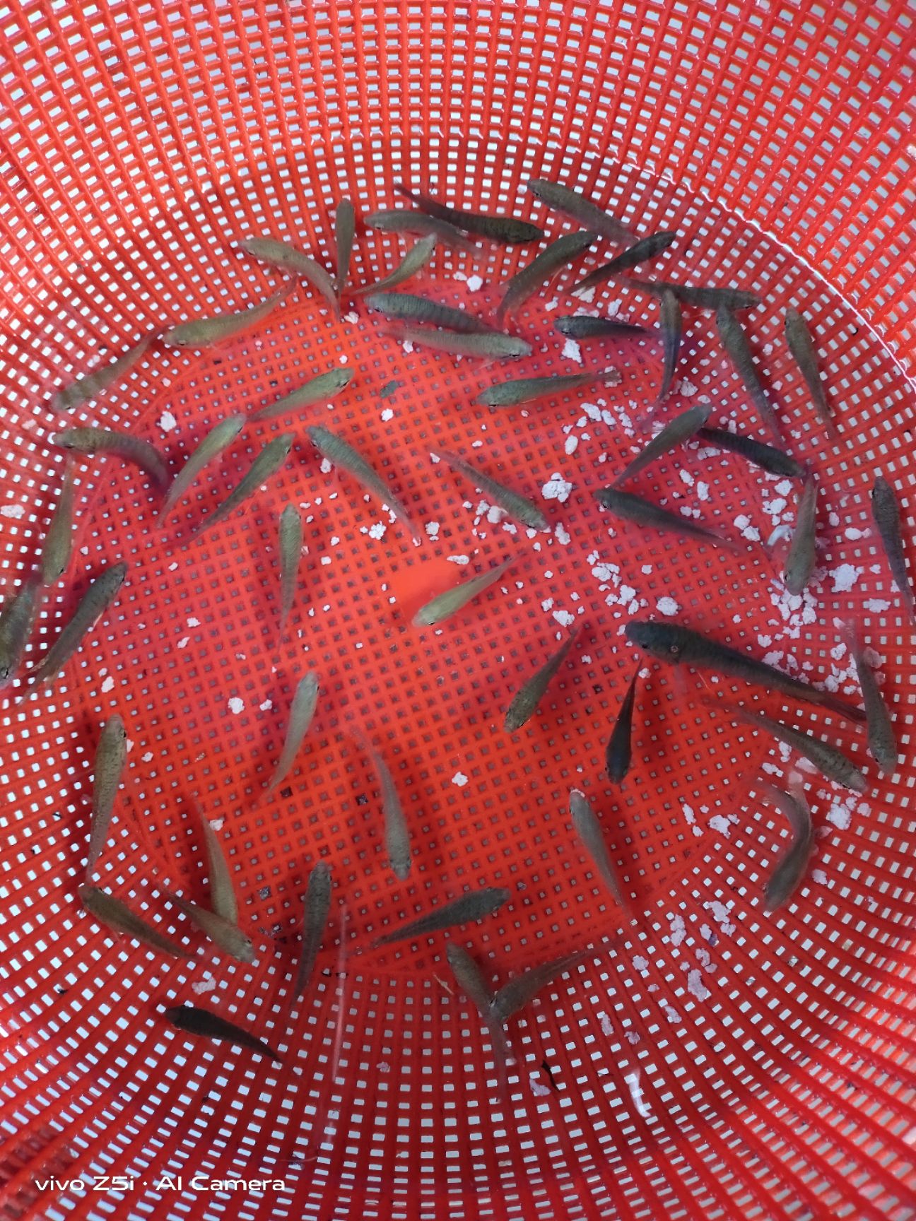 中国～斗鱼