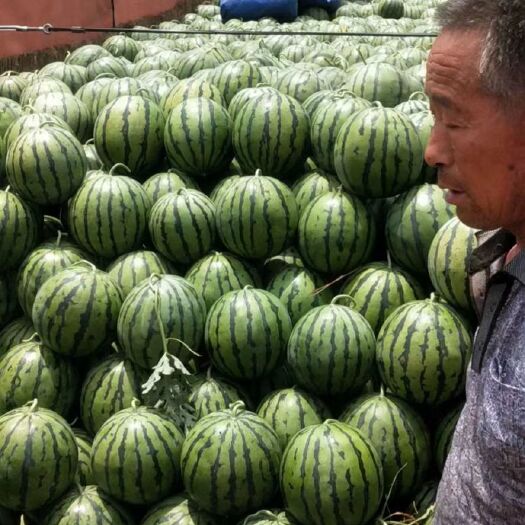 惠民县京欣西瓜产地直发