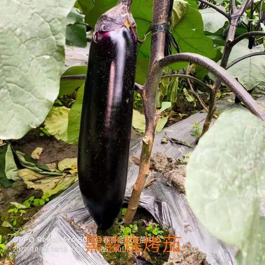 绵阳烧烤茄种子茄子种子30公分长粗8公分黑亮型