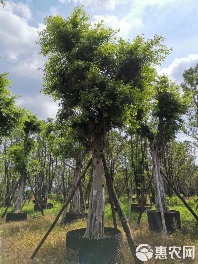 细叶榕（小叶榕）20-30-50-80公分骨架假植苗