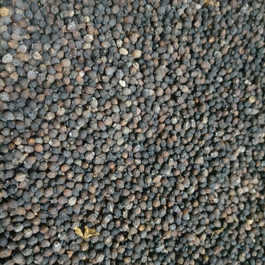  入地老鼠，茉莉花种子