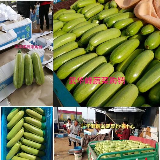 晋中绿皮西葫芦  西葫芦新货上市  个头均匀  颜色绿 可以套网